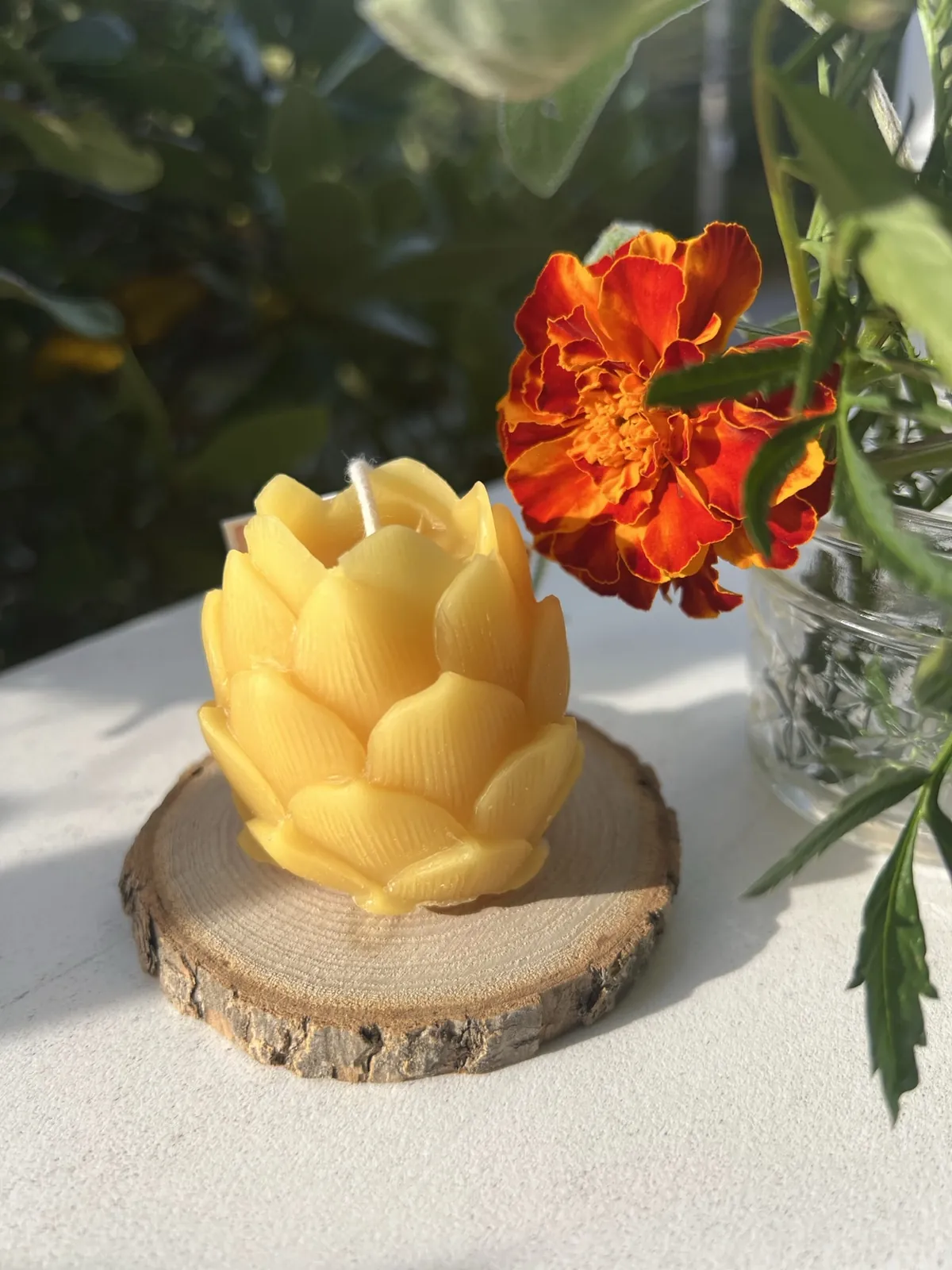 Hop / Lotus